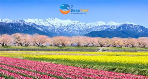 Tour Nhật Bản Thiết Kế Đặc Biệt 2026: Bộ Tứ Mùa Xuân